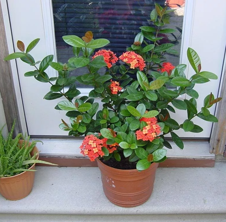 Иксора прекрасно себя чувствует на подоконнике!