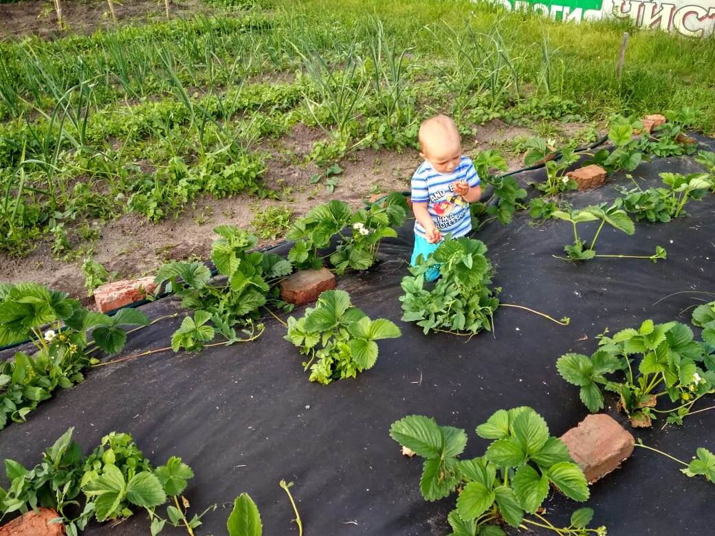 Не успели приехать - скорее надо найти ягодку.  А пропалывать - это уже бабушка будет.