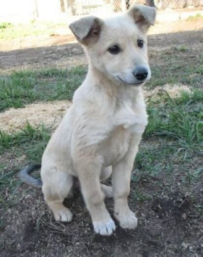 Лори после 2 месяцев проживания со мной.