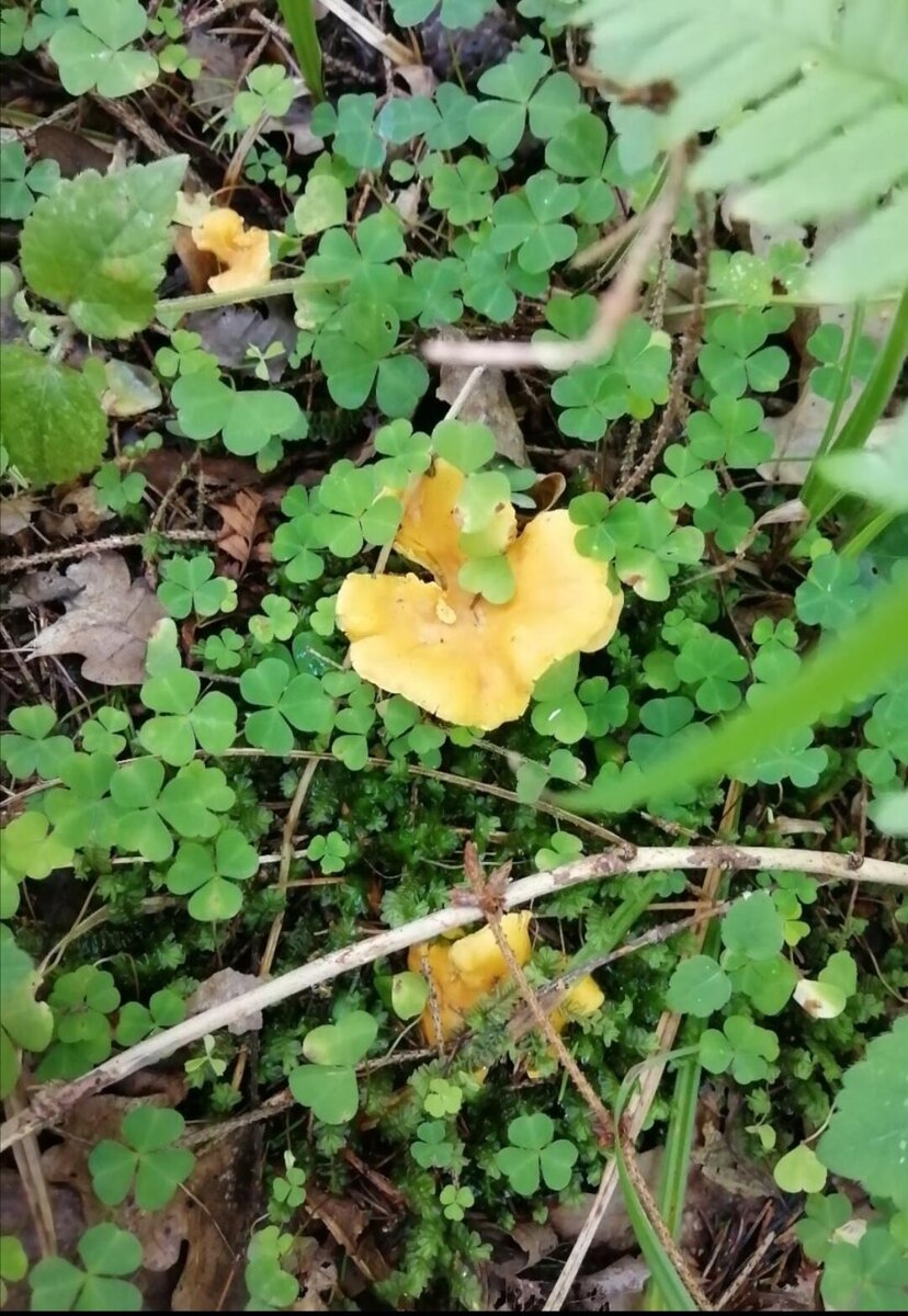 лисички-сестрички    лето 2020 г.           фото автора.