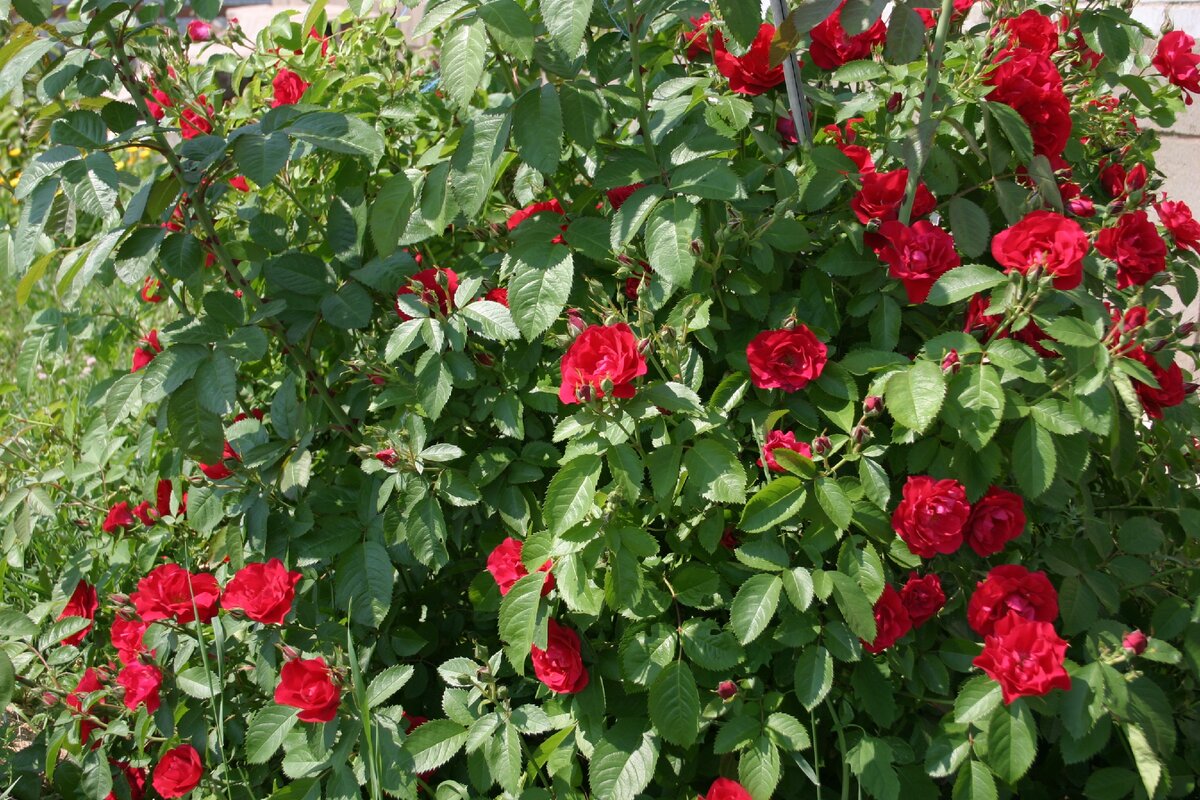 Жаль, что цветет 1 раз в сезон