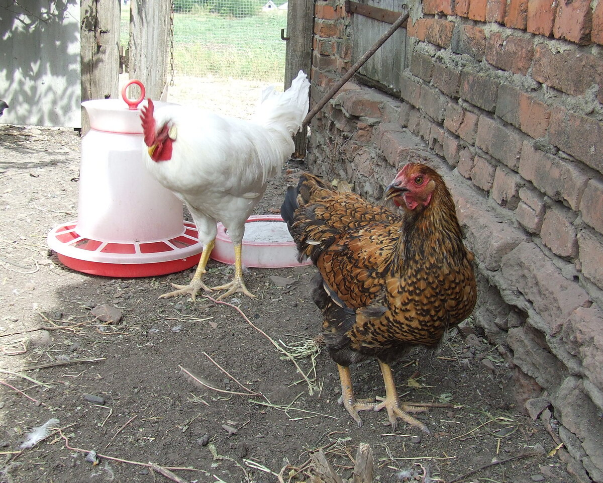 Петух Русский белый, курица Кучинская Юбилейная