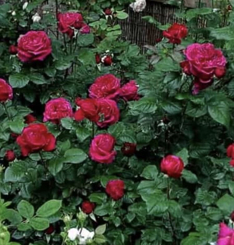 Фишерманс Френд -ожидание компактного куста