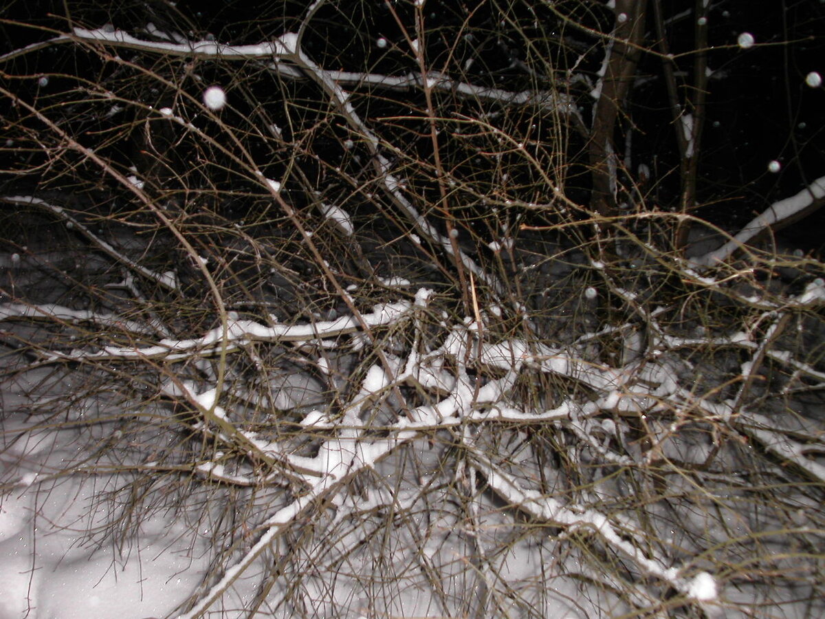 Зима в Краснодарском крае, посёлок Советский. Фото автора. (+ Ещё фото - листайте по стрелке справа на фото.)