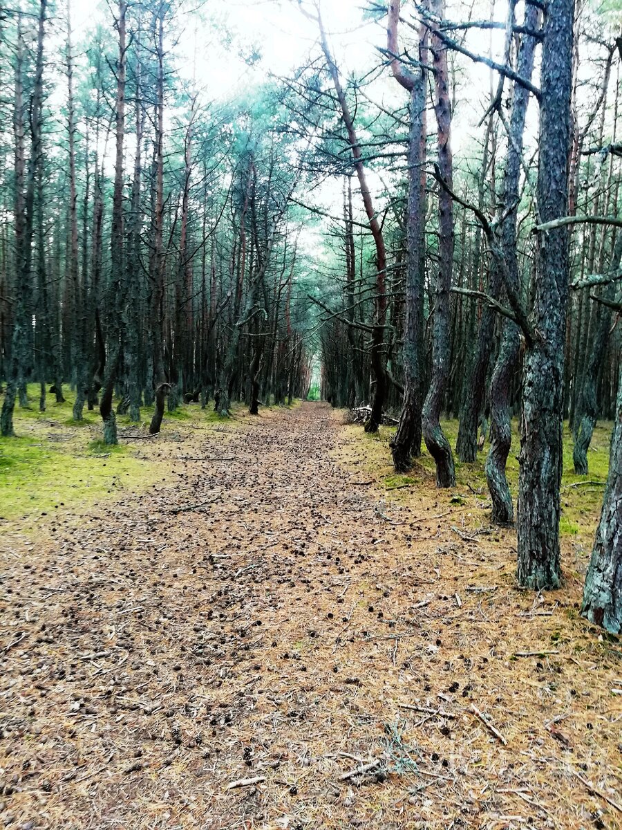 Туристические тропы по Танцующему лесу