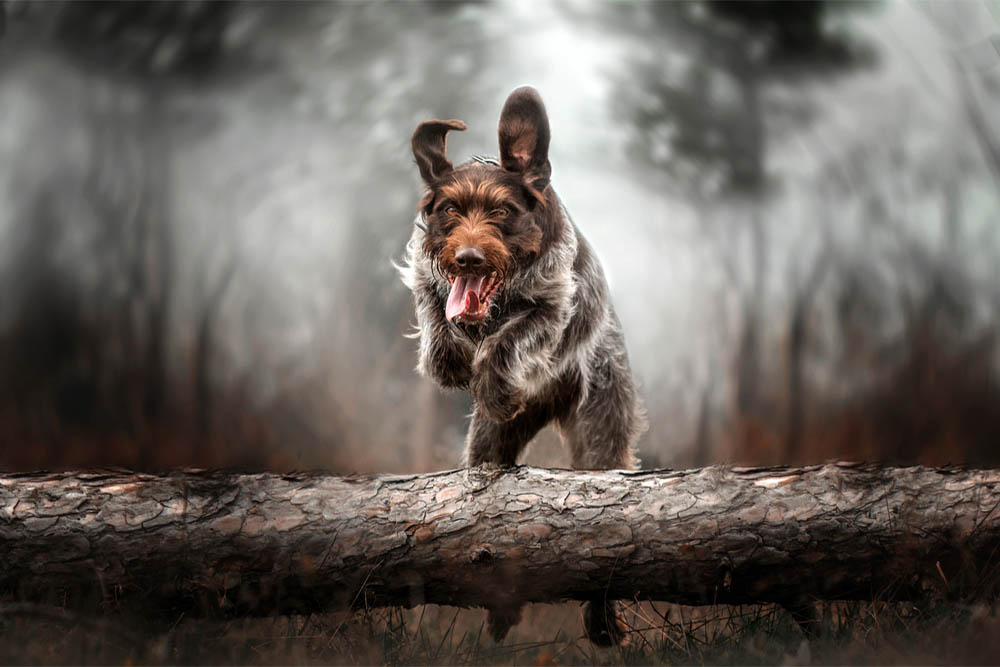 Дратхаар в прыжке