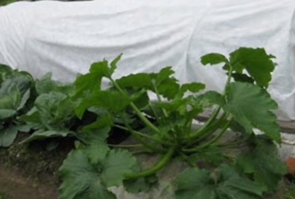 Семена в теплицу можно высевать раньше на 10 дней