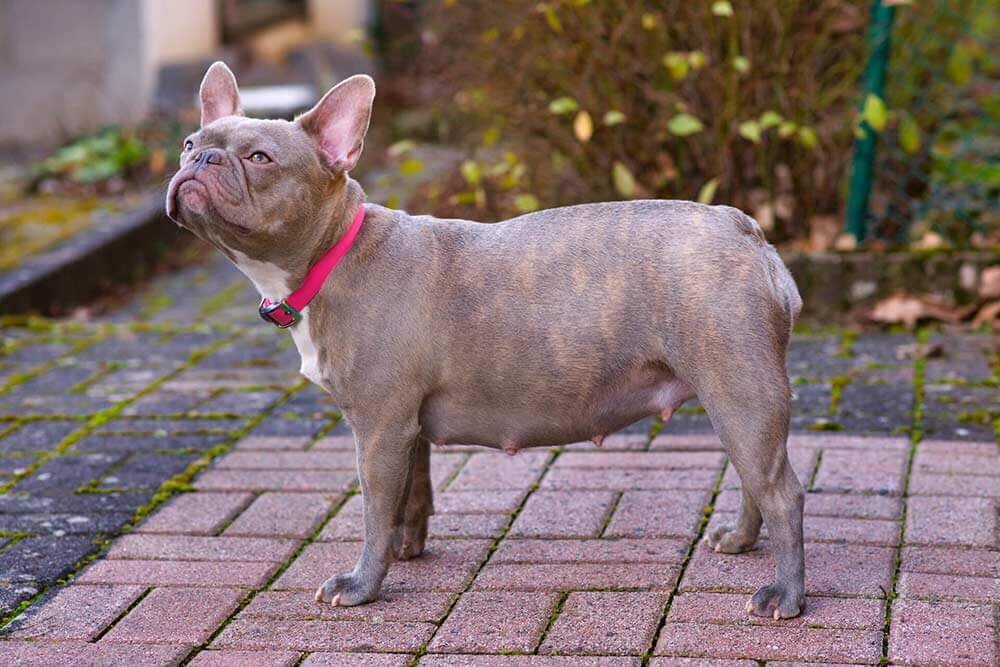 Беременная собака