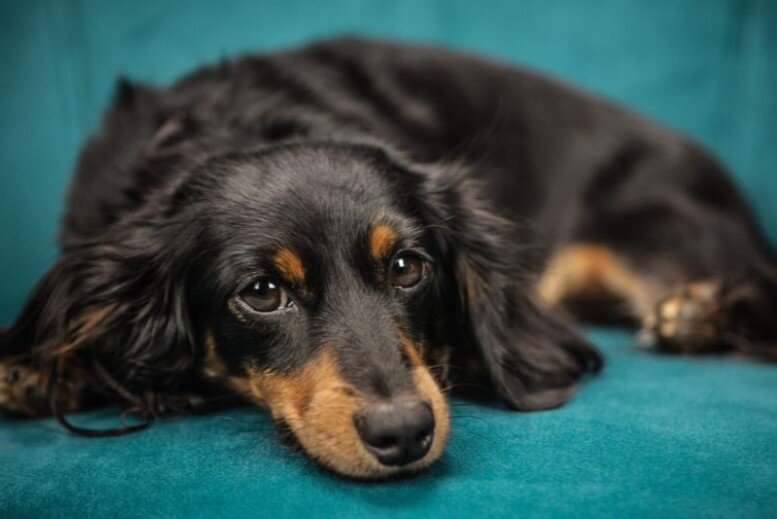 усыпление - трудное решение