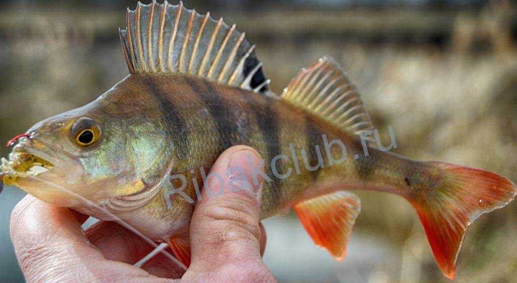  Особенности ловли отводным поводком