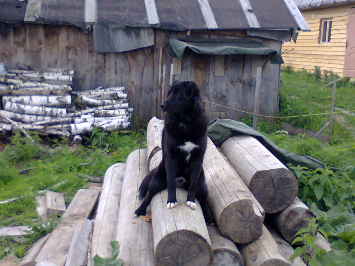 Наш деревенский парень на завалинке.