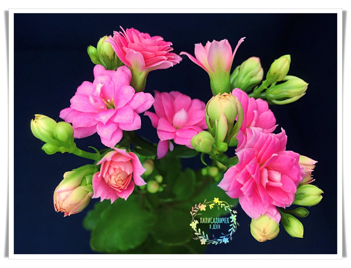 Дабы не быть голословной... Истинно домашнее цветение. 