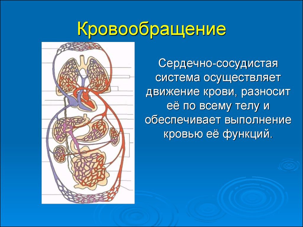 Большой и малый круги кровообращения. Движение крови по кровеносным сосудам