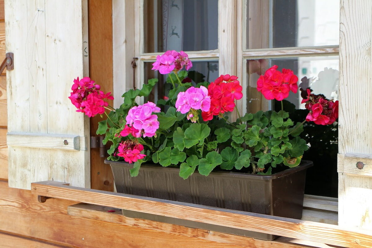 Любимый цветок хозяек