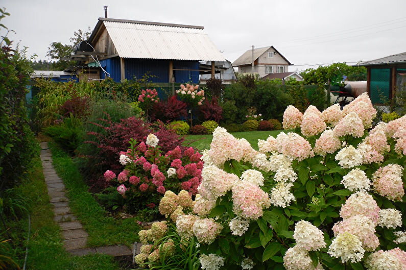 Гортензия Пепперминт особенности сорта правила посадки и ухода отзывы