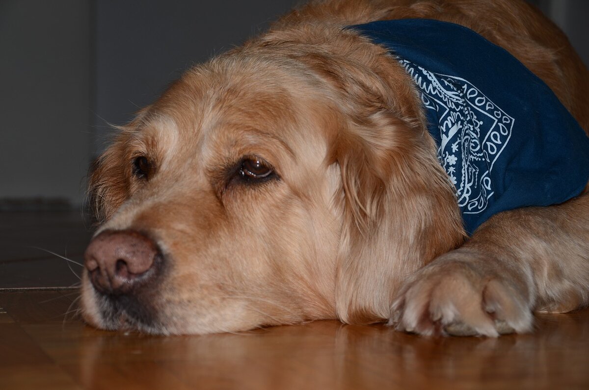 Фото из свободного доступа сети Интернет