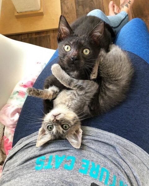 Со своей спасительницей. Источник фото: https://optim1stka.ru/2021/02/08/etot-kotenok-ne-mozhet-pitatsya-kak-vse-ostalnye-no-on-vyglyadit-tak-milo/