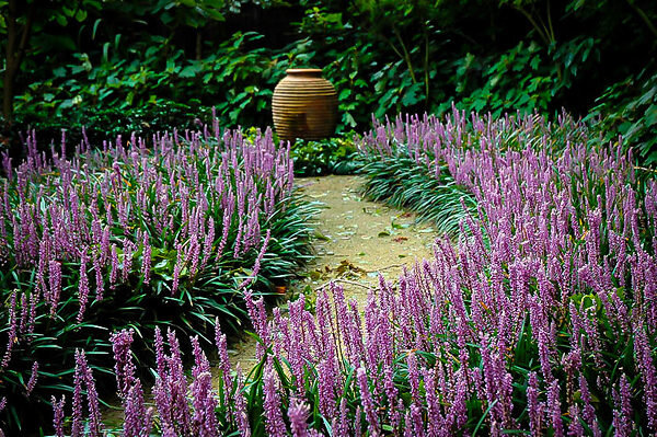 Фото с сайта  https://www.thetreecenter.com/royal-purple-liriope/