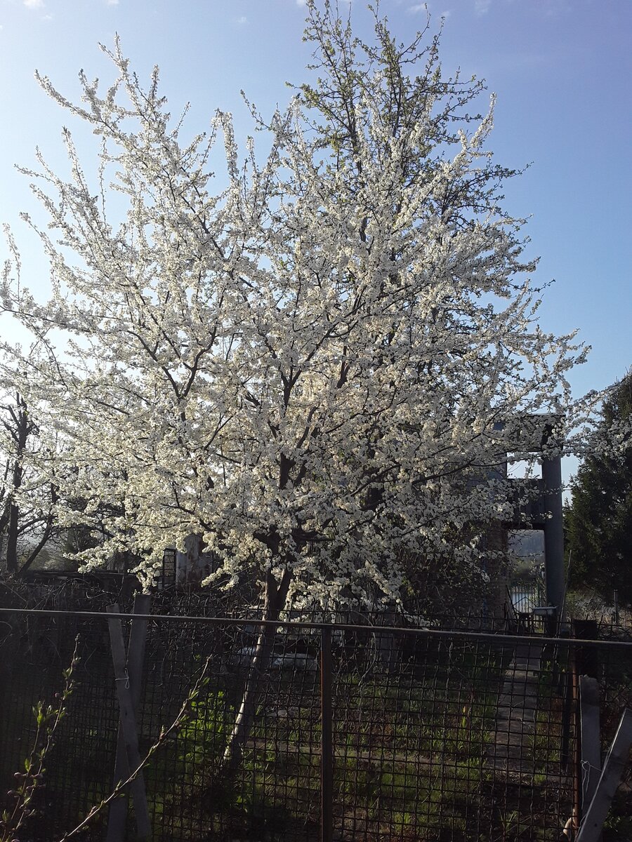 Ох не зря поговорка велит вырастить сад