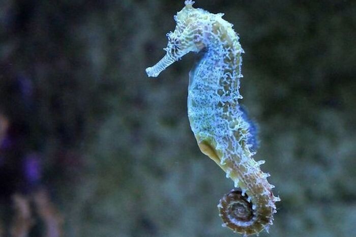 Морские коньки — единственные существа на планете, у которых самцы вынашивают потомство. Кроме того, они являются самыми медленными рыбами в океане.
