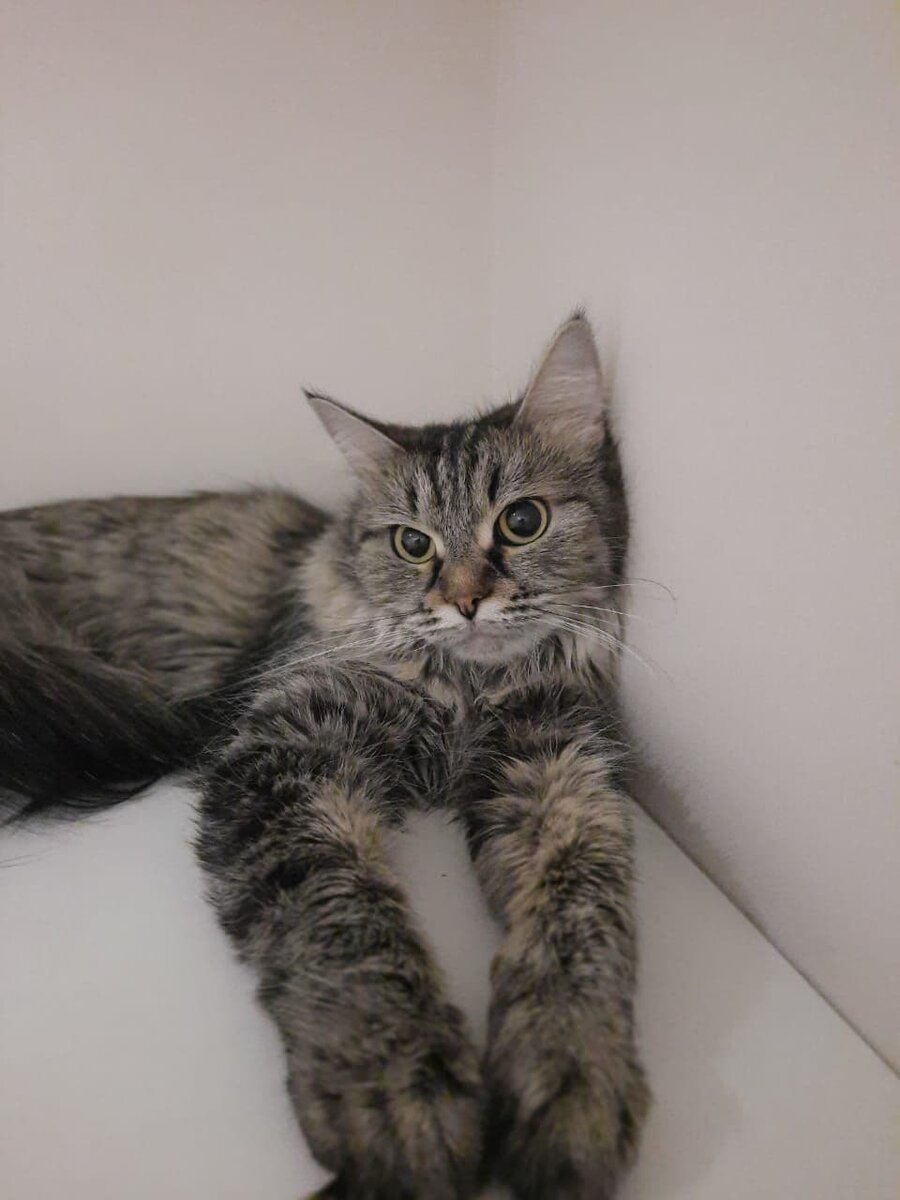 вот такая у нас киса