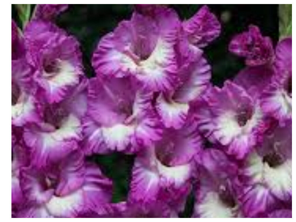 Гладиолус - многолетнее, светолюбивое. влаголюбивое и незимостойкое клубнелуковичное растение. 