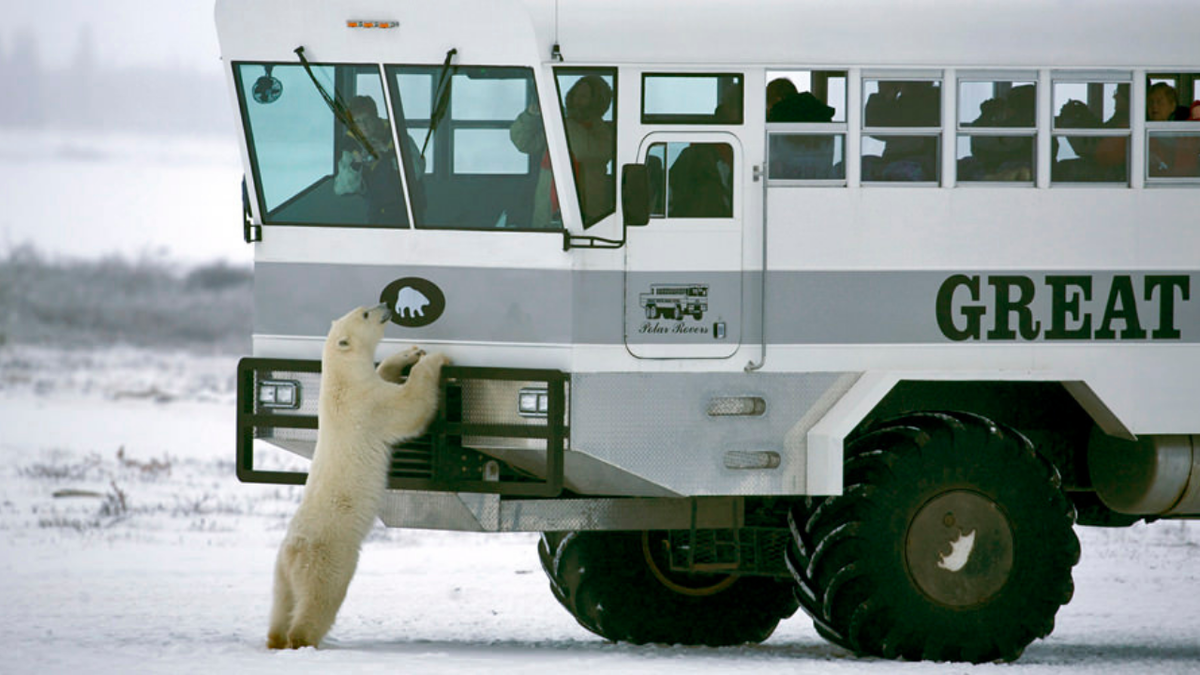 Polar Bear автомобиль