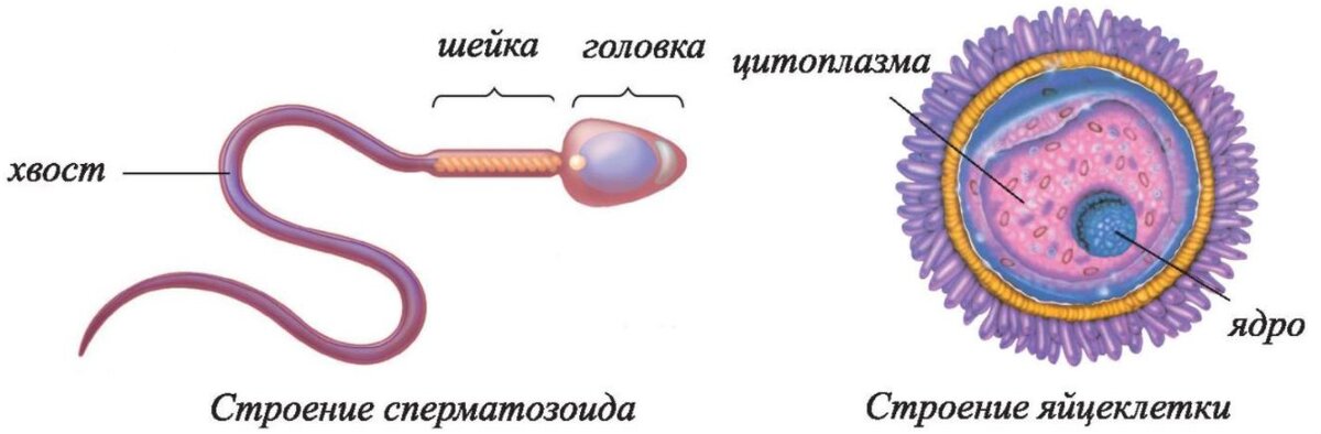 Образование гамет рисунок