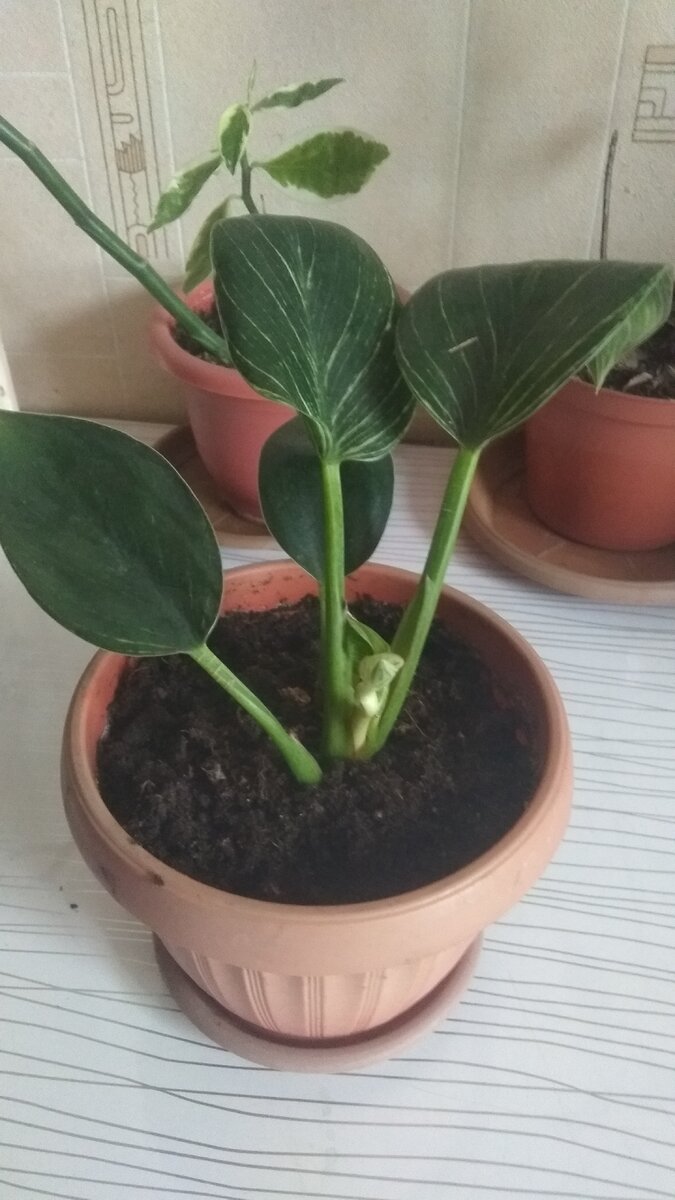 детка филодендрона Бирки