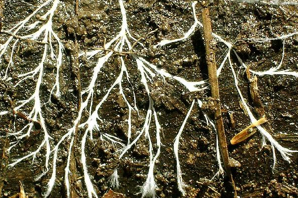 Грибница черной ножки, расположена на поверхности почвы и при благоприятных условиях поражает рассаду. (Фото из Википедии)