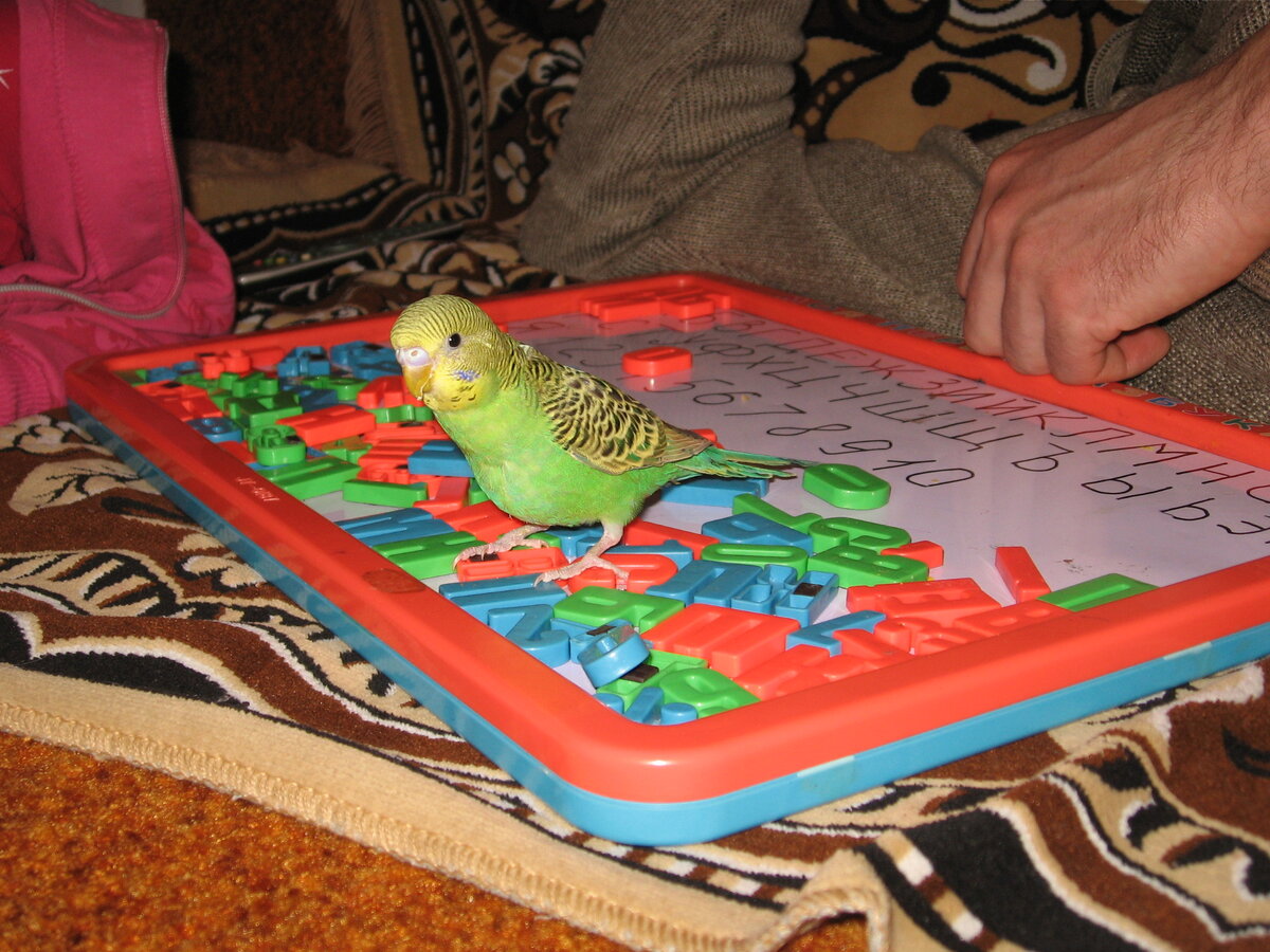 Учит буквы вместе с ребёнком