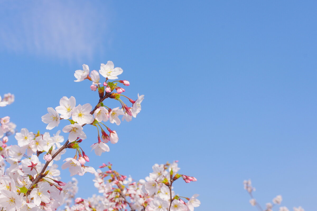 Скоро наступит любимое многими время цветения сакуры