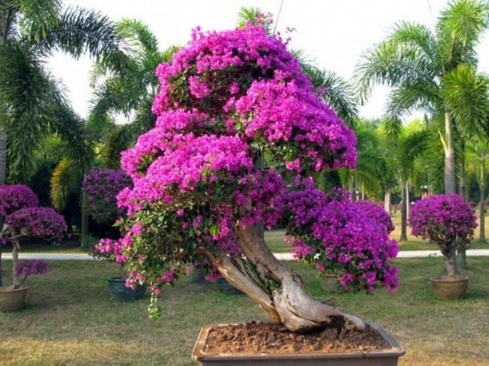 Бугенвиллия (лат. Bougainvillea)
