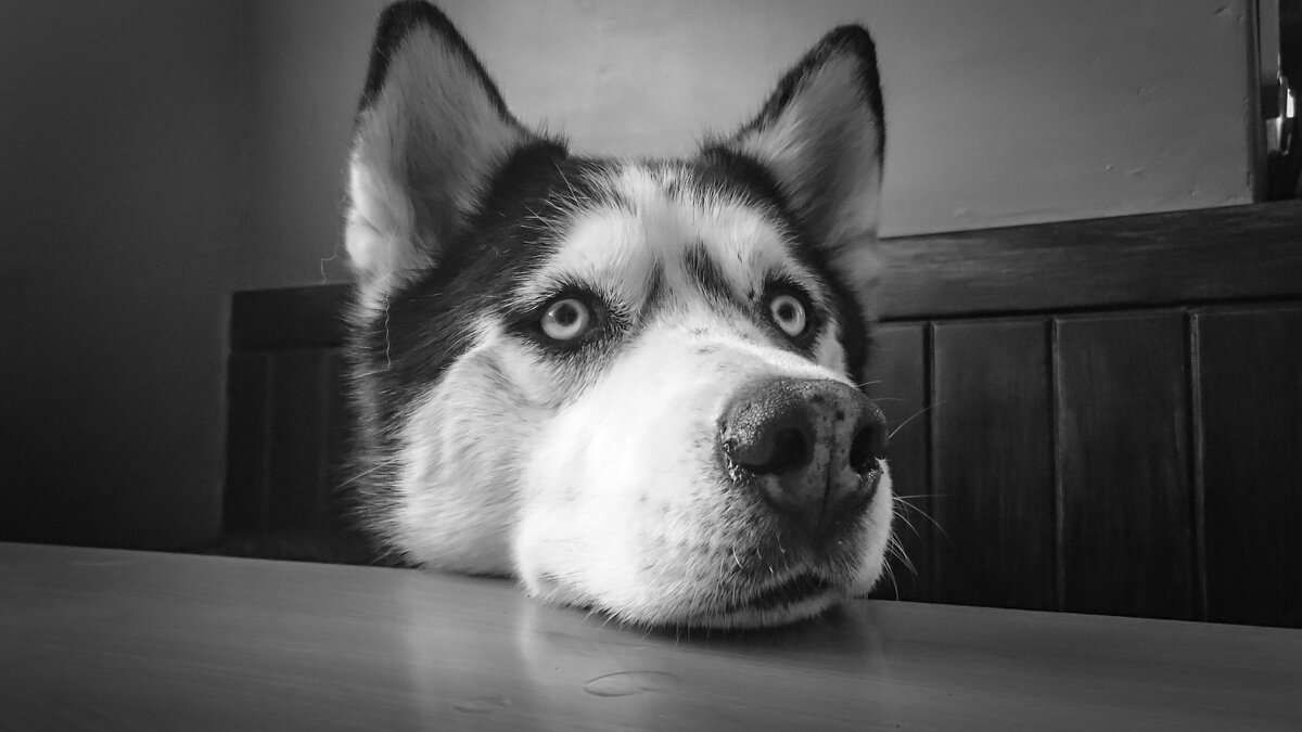 Изображение Lynn Coetzee с сайта Pixabay 