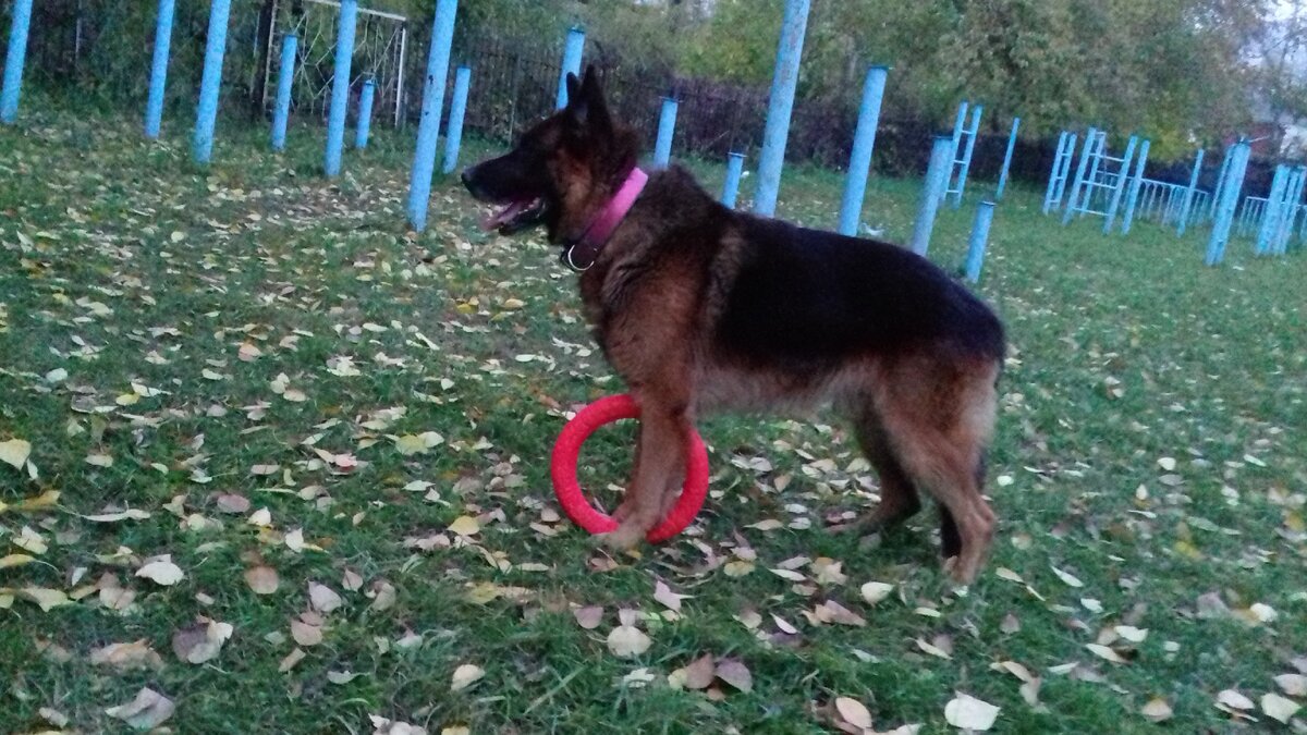 Гуляем и играем с Эрихом (Диком). Осень 2018. Фото автора.  