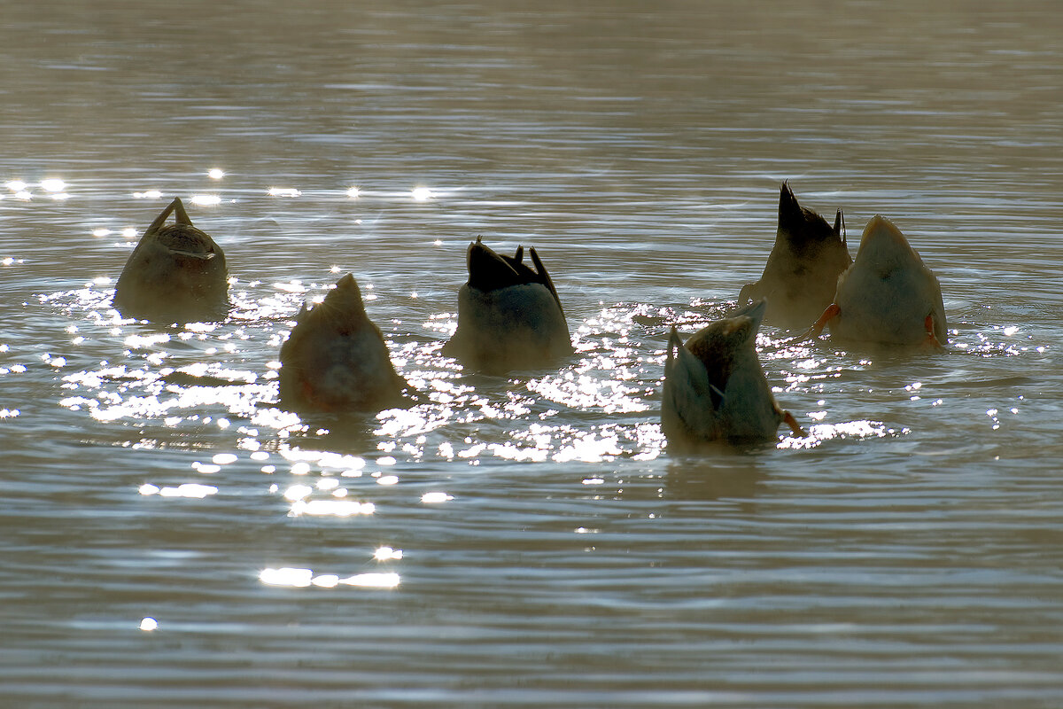 "Единомышленники!" Название фото мои авторские. Вы, друзья, в комментариях можете предлагать свои - я только буду рад увидеть ваш ход мыслей;)