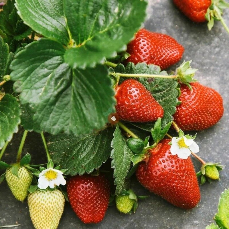 Фото https://www.instagram.com/p/CMhVER3HUII/