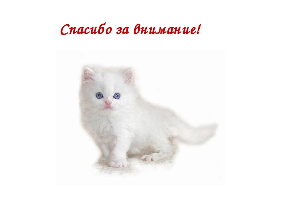 Картинка спасибо за внимание для презентации с котиком