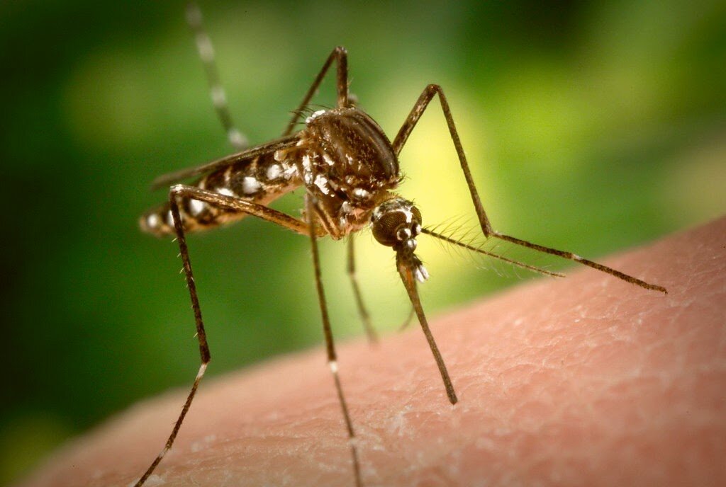 Почему комары одних кусают, а других нет?