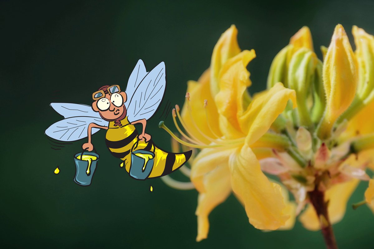 Рододендрон 