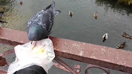 голуби клюют семечки.