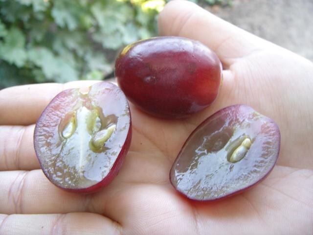 Ягоды винограда сорта Эверест