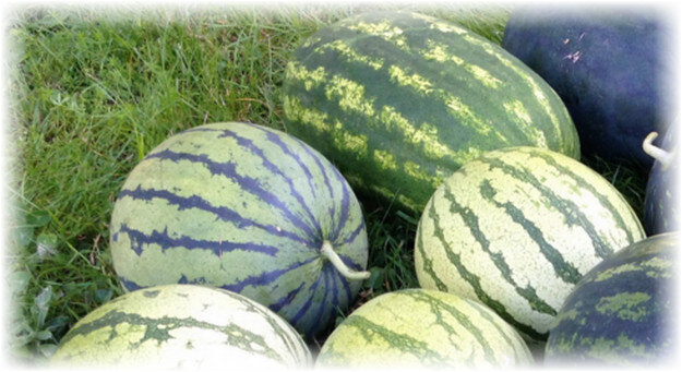 Существует свыше 50 сортов, занесённых в Госреестр РФ. Они разделяются на несколько групп: русские, закавказские, дальневосточные, среднеазиатские и др. Для выращивания на дачах в регионах средней полосы РФ рекомендованы сорта русской группы, на юге страны – среднеазиатские, закавказские. Рекомендуется отдать предпочтение гибридам. Они хорошо приспособлены к перепадам температур, обладают устойчивостью к болезням.