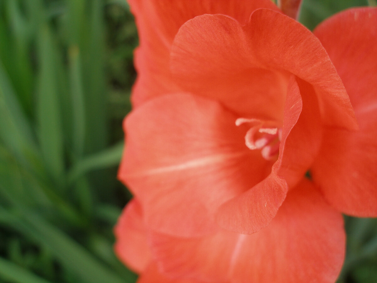 Гладиолусы - мой первый школьный букет. Правда они были розовые в тот день. Фото автора
