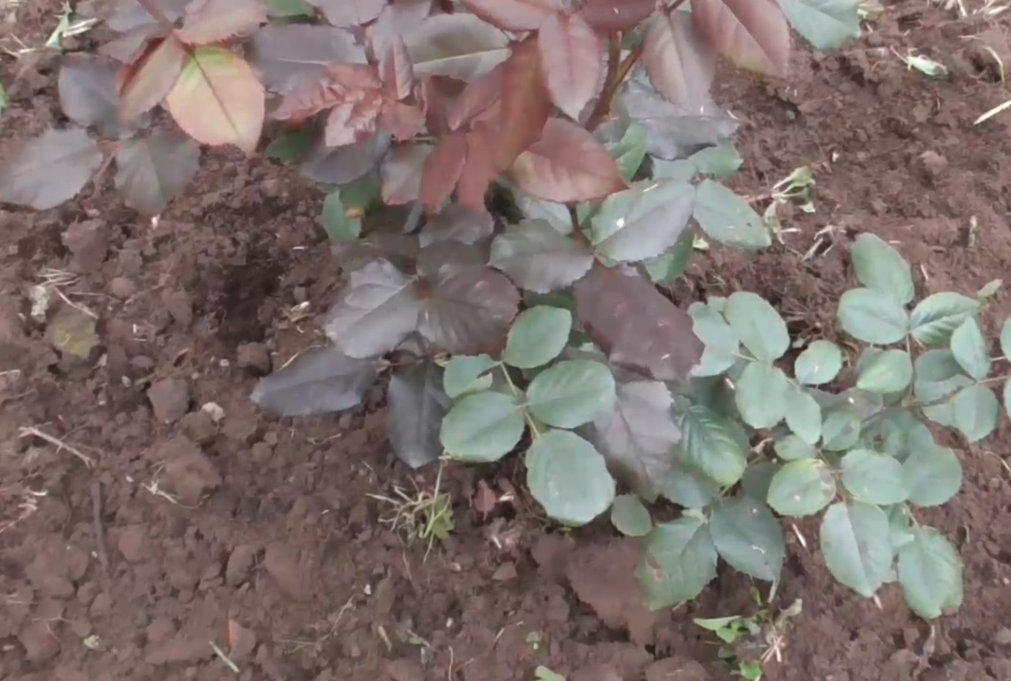 Рыхление или перекопка и прополка почвы под розами