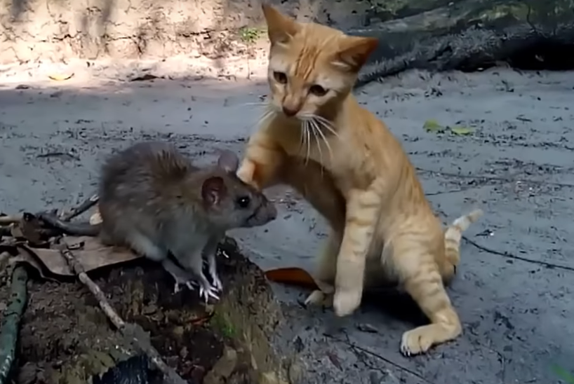 Способы борьбы с тепличными мышами и крысами. Фото — Ботаничка