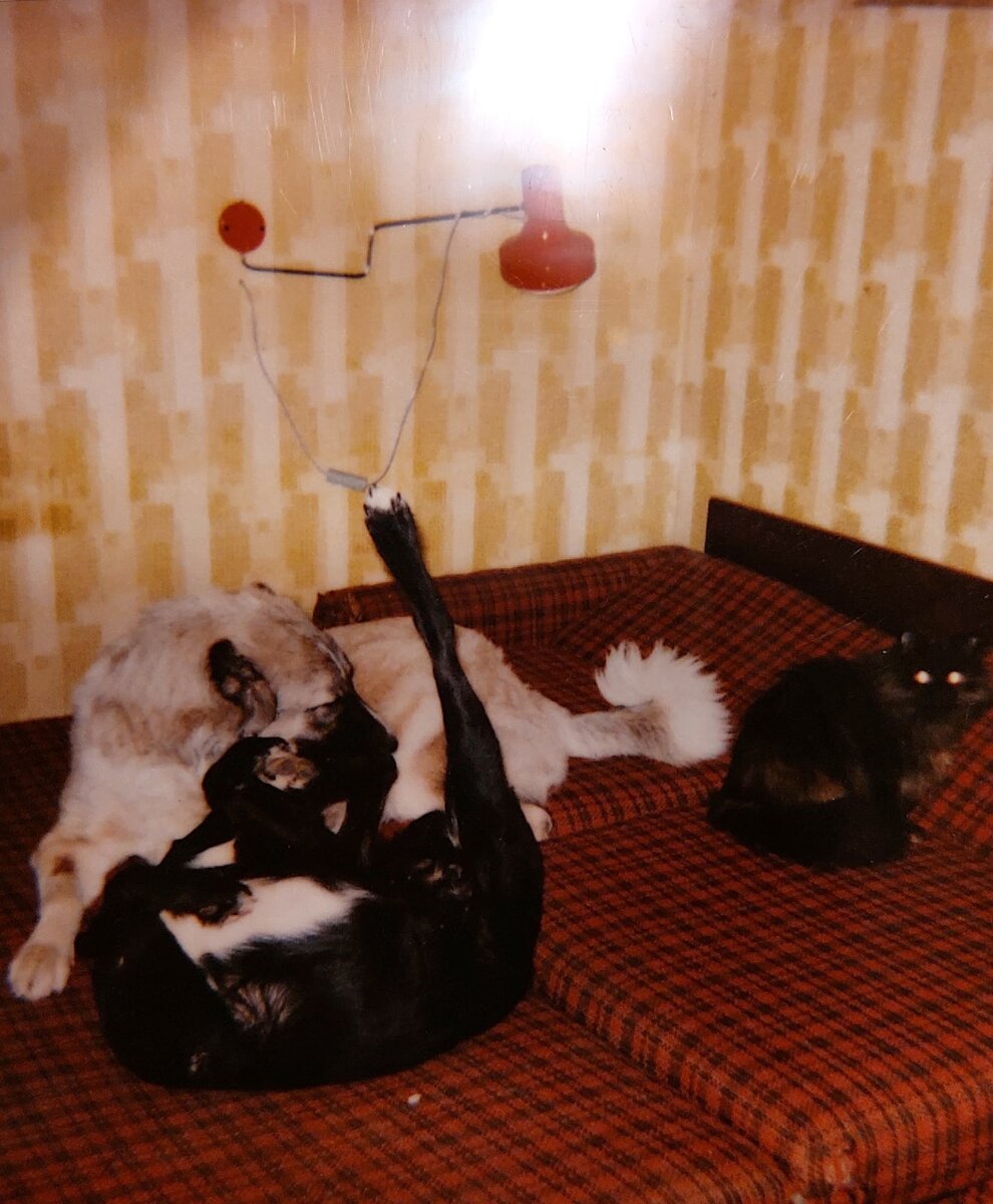 Роня, Зайка и Алиса