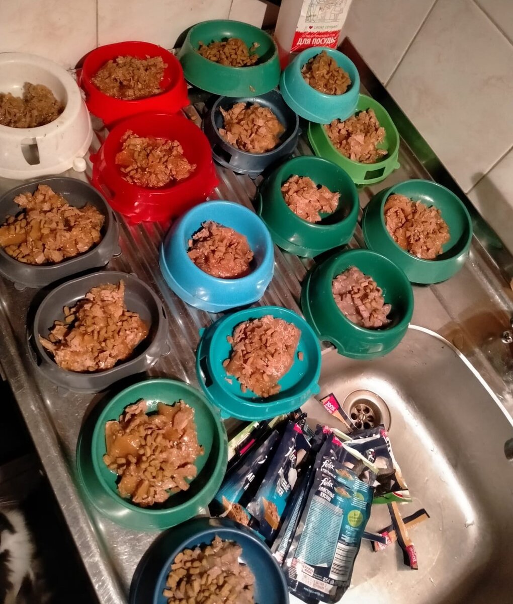 Авторское фото. Кошачий пир.