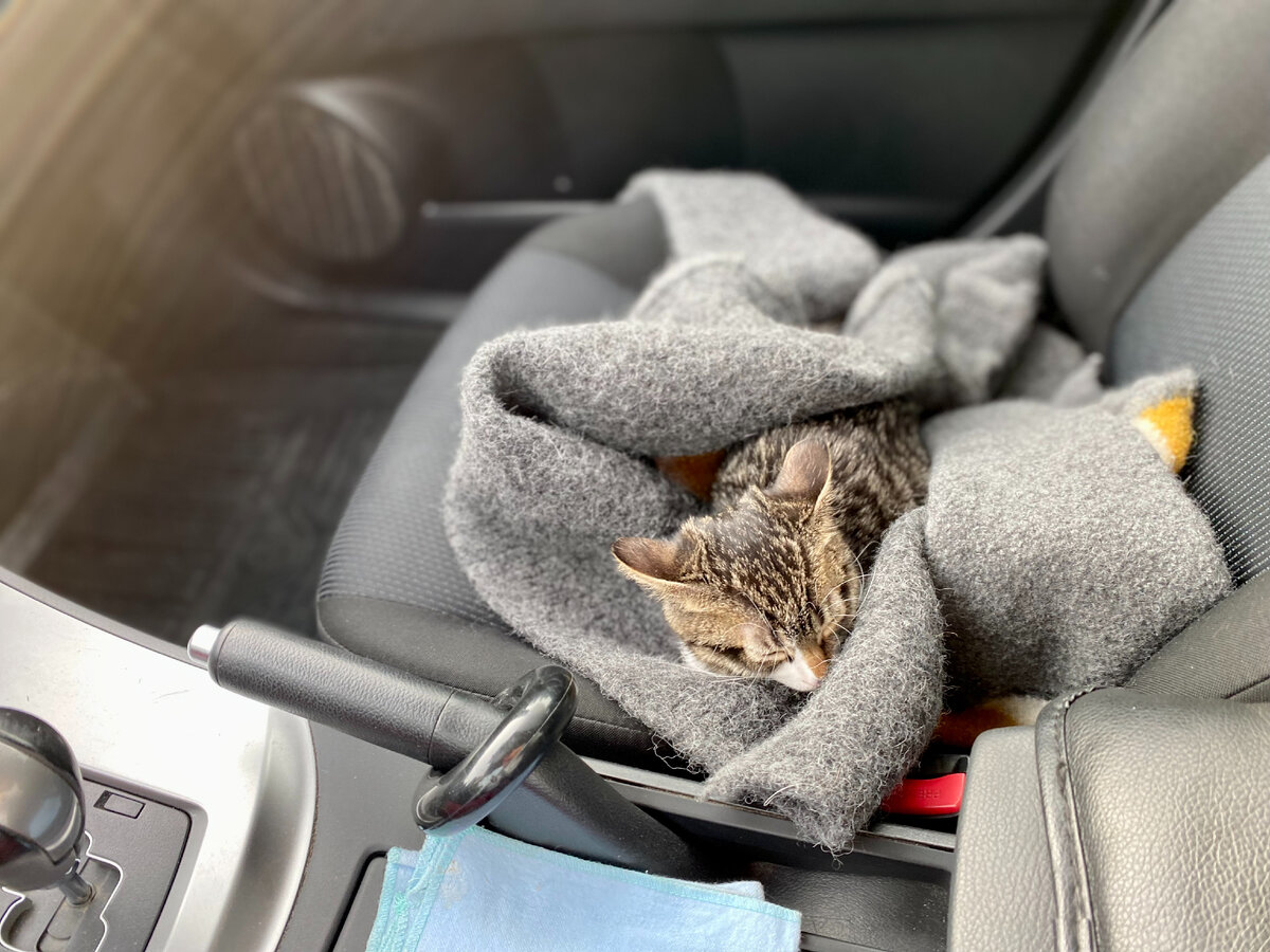 В пути на УЗИ