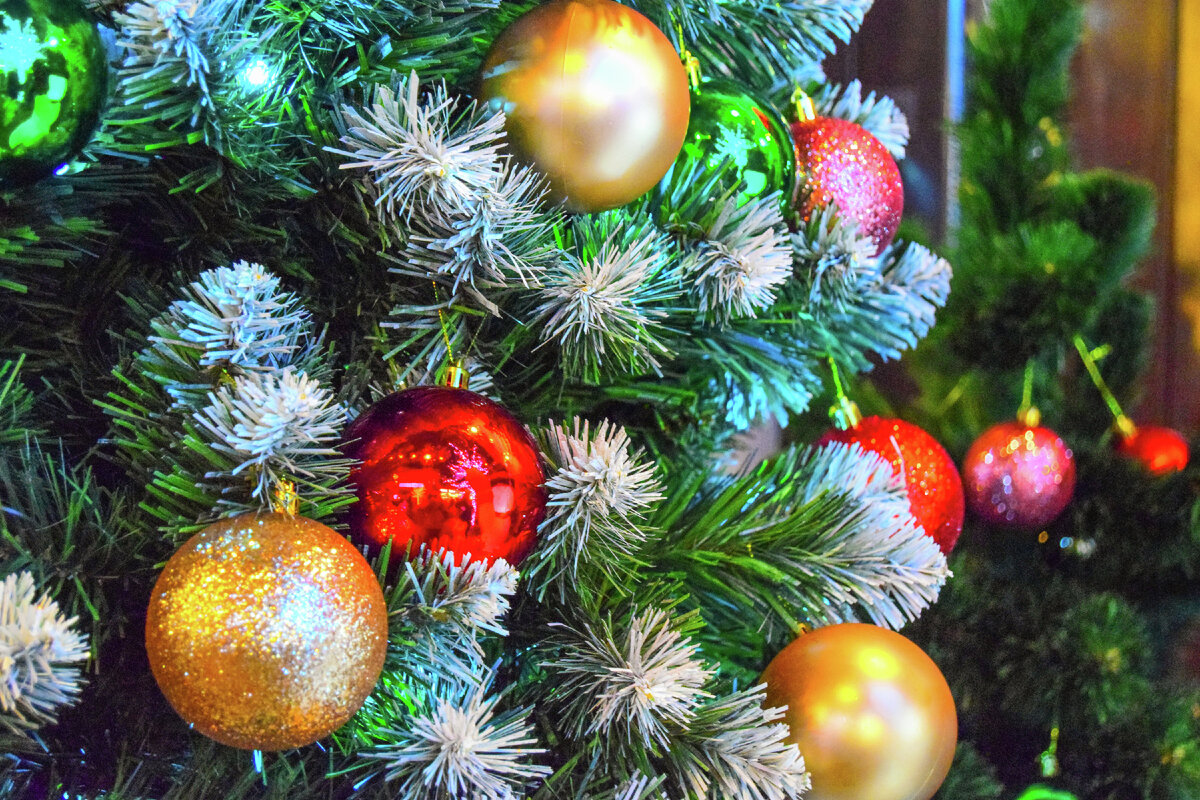 Елка в Симферополе / Турпортал Крыма, Светлана Мальцева